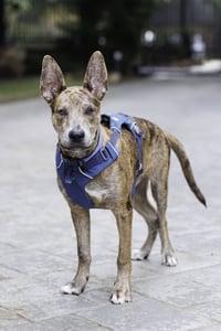 Saint- Diamond Dog - Photo 5