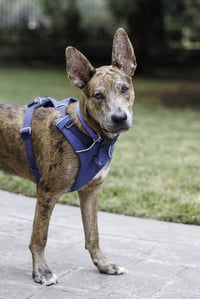 Saint- Diamond Dog - Photo 8