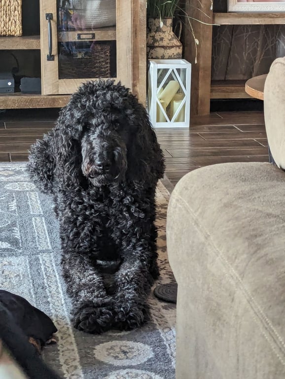 Harry Image
