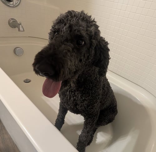 HARRY - Poodle (Standard) available for adoption