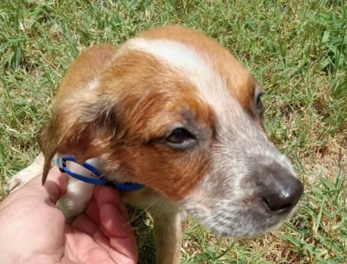 BEAU - Black Mouth Cur / Australian Cattle Dog/Blue Heeler available for adoption