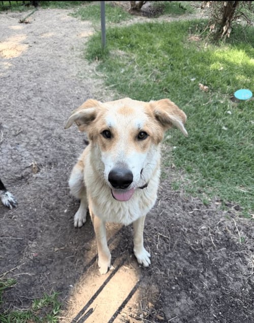 LUX - Shepherd / Great Pyrenees available for adoption