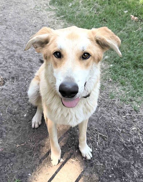 LUX - Shepherd / Great Pyrenees available for adoption