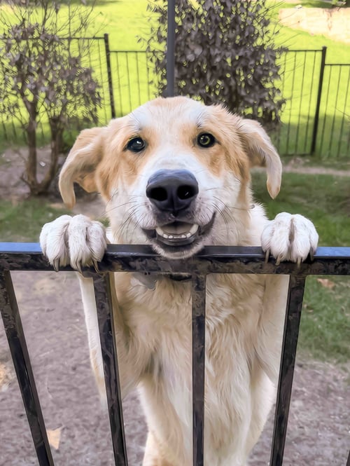 LUX - Shepherd / Great Pyrenees available for adoption