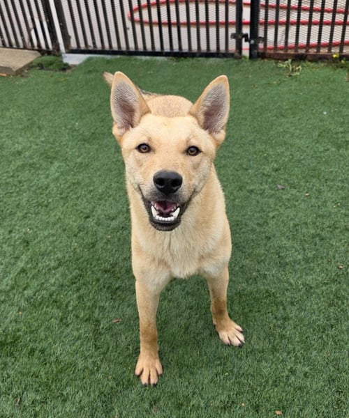 GATOR - Shiba Inu / Shepherd available for adoption