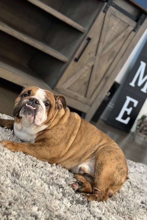 BENTLEY - English Bulldog available for adoption
