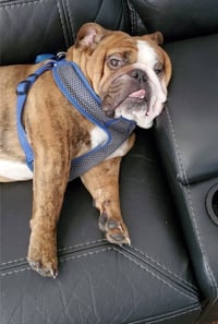 Bentley - Photo 3
