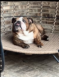 Bentley - Photo 4