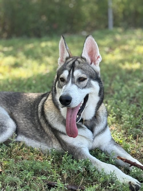 ROBIN - Husky available for adoption