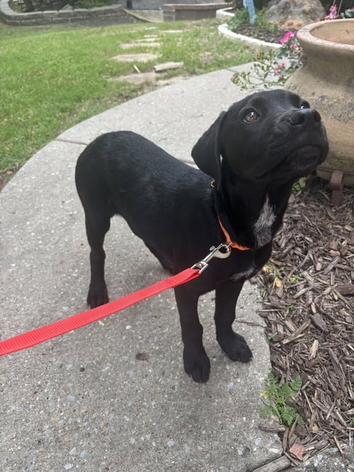 NOVA - Rottweiler / Pointer available for adoption