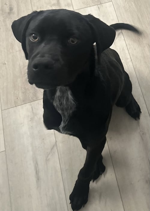 NOVA - Rottweiler / Pointer available for adoption