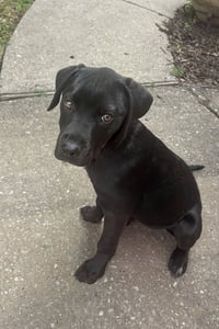 Nova - Photo 6