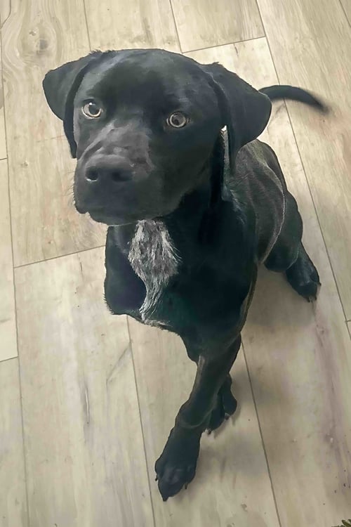 NOVA - Rottweiler / Pointer available for adoption