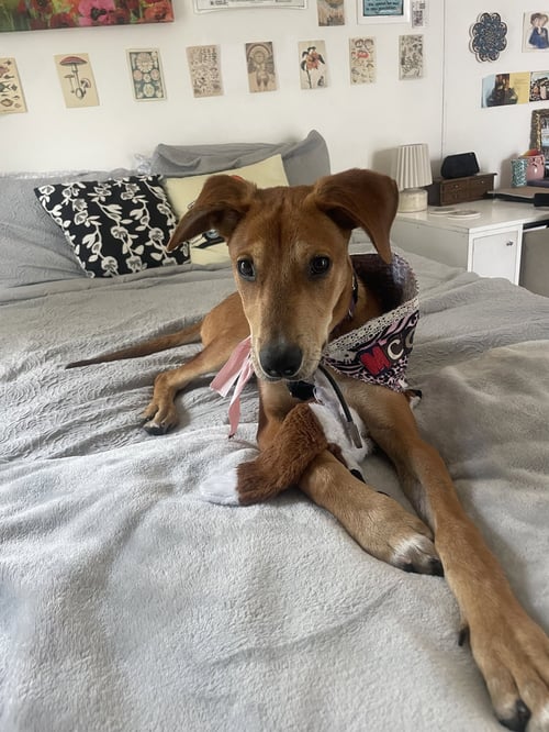MICKEY - Hound available for adoption