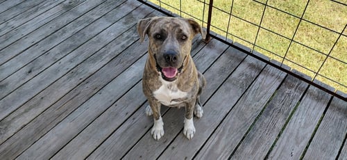SHARON - Plott Hound / Great Pyrenees available for adoption