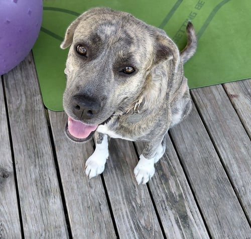 SHARON - Plott Hound / Great Pyrenees available for adoption