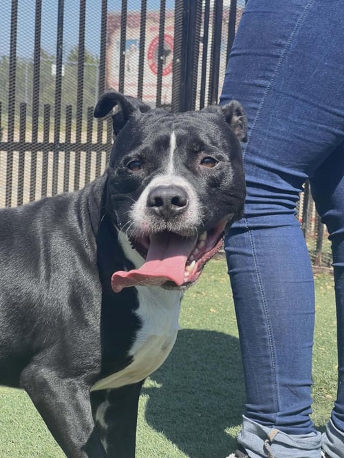 TITUS - American Pit Bull Terrier available for adoption