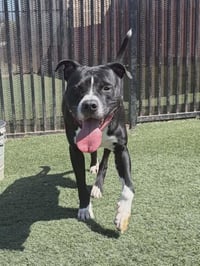 Titus - Photo 3