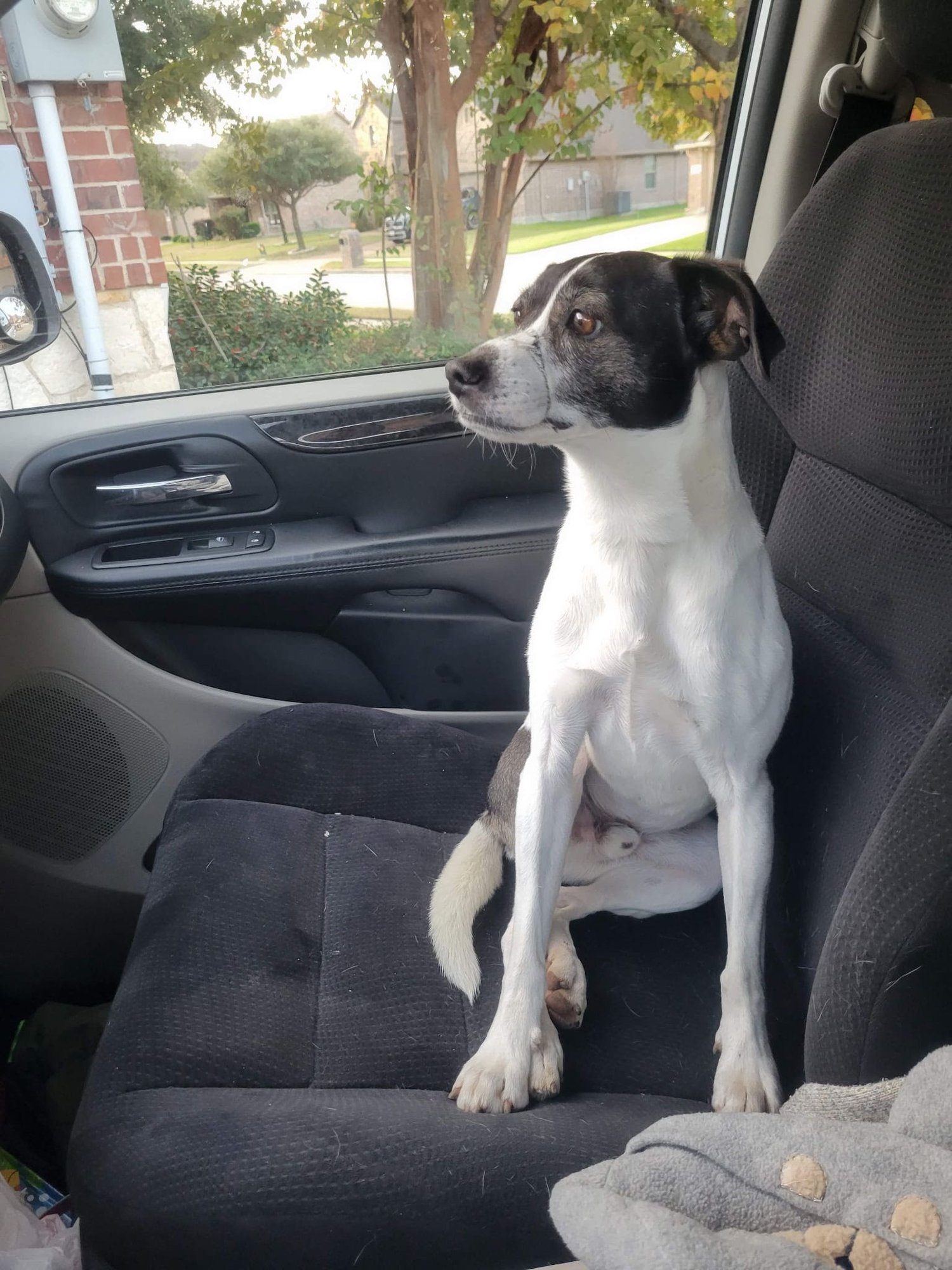 CIABATTA - Rat Terrier / Jack Russell Terrier available for adoption