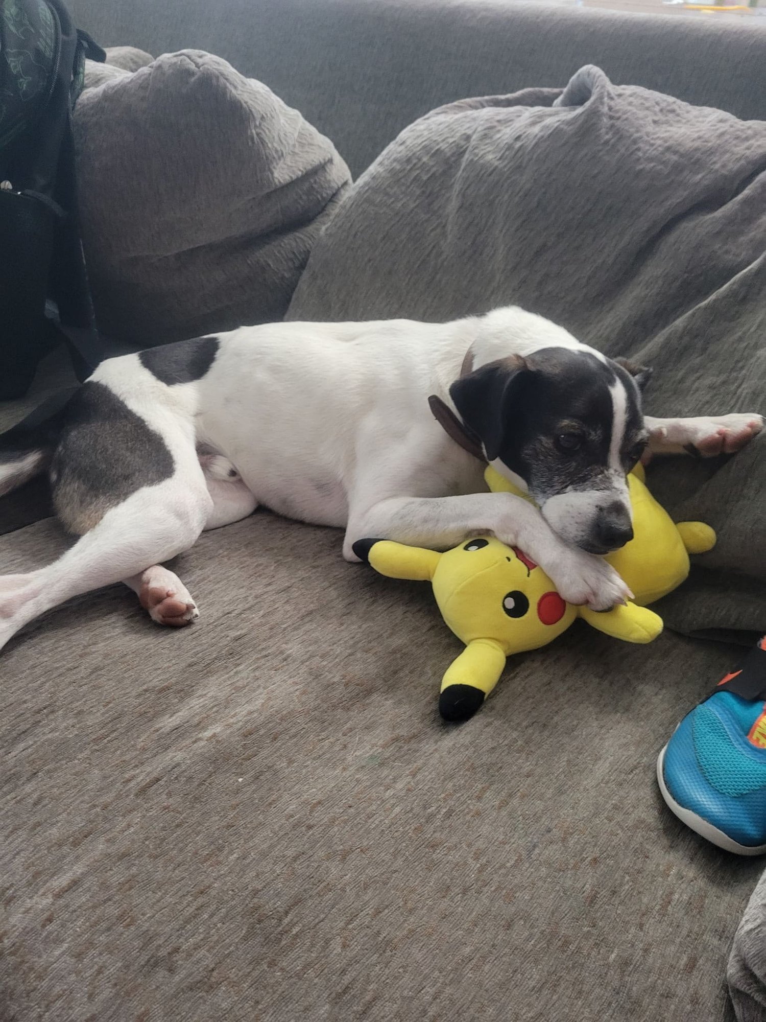 CIABATTA - Rat Terrier / Jack Russell Terrier available for adoption