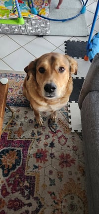 Eevee - Photo 4