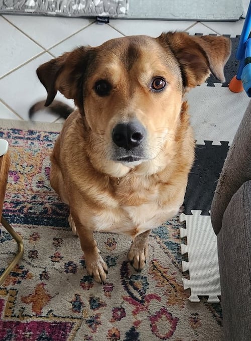 EEVEE - Labrador Retriever / Australian Shepherd available for adoption