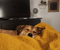 Eevee - Photo 8