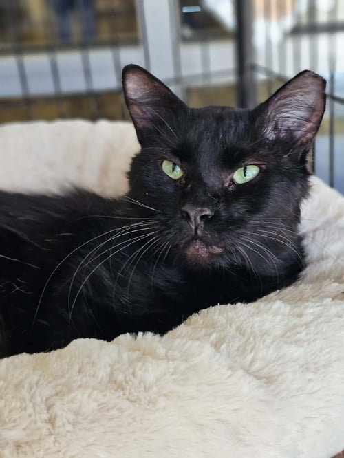 PAUL - Domestic Medium Hair for adoption in Frisco