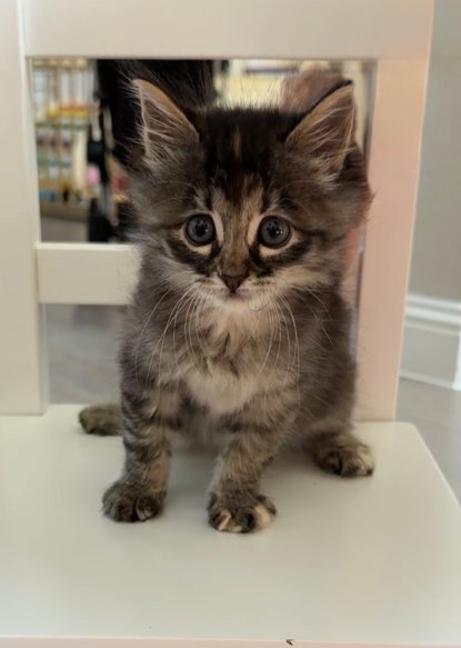 CAMILLE - Domestic Medium Hair for adoption in McKinney