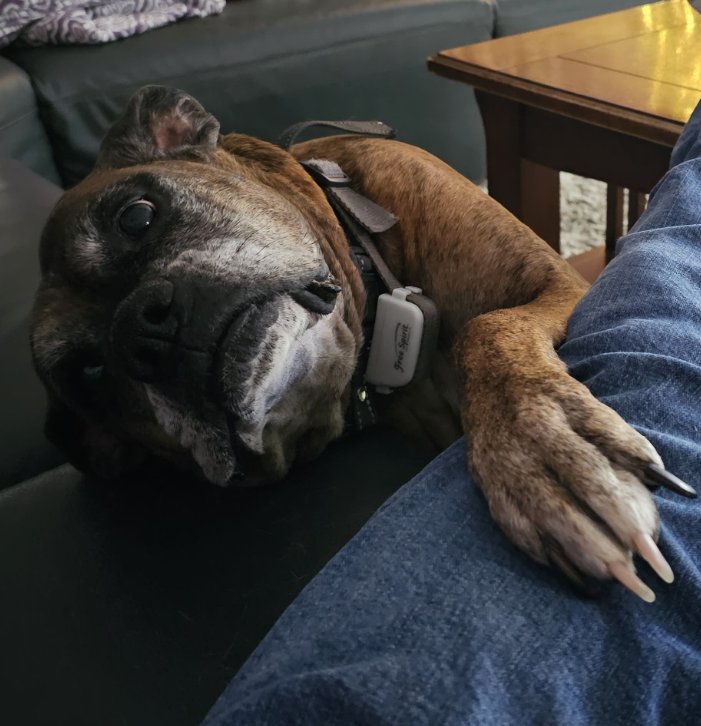 ELLIE - Boxer available for adoption