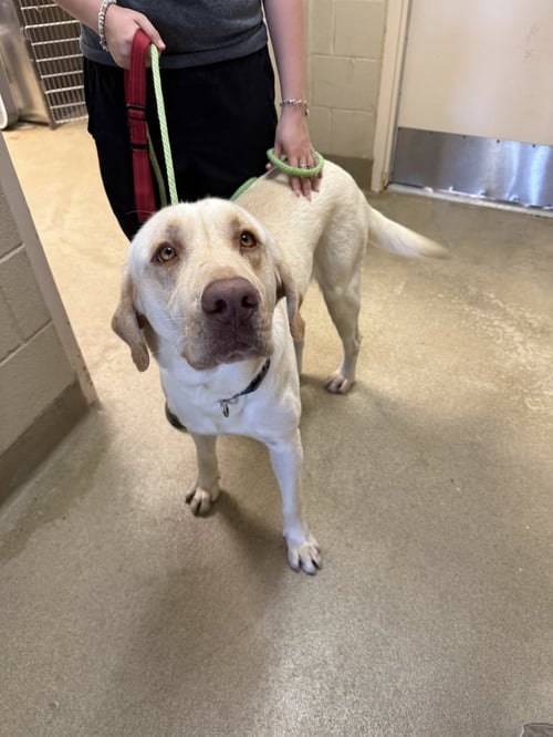 BEAUX - Labrador Retriever available for adoption