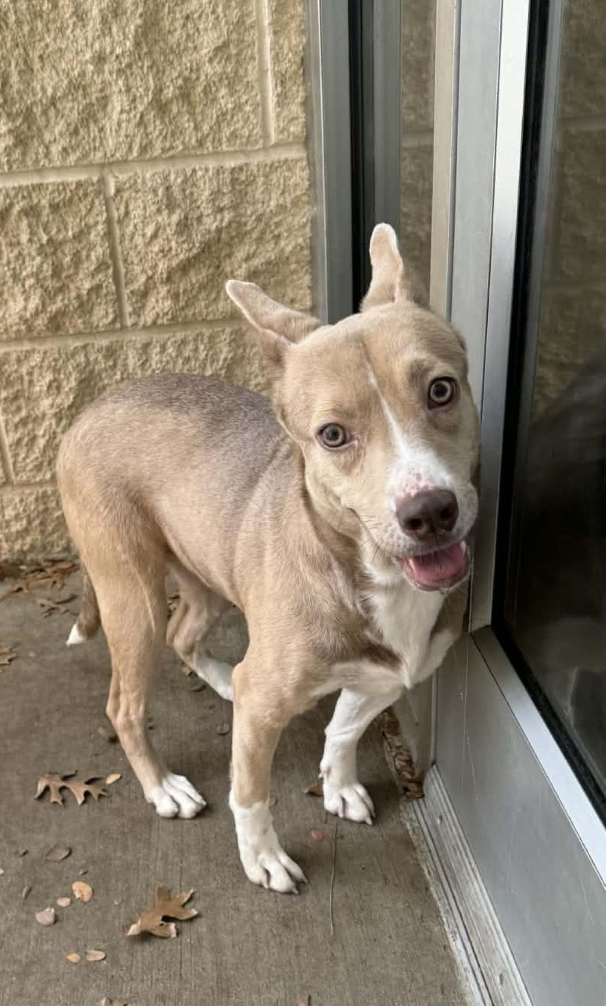 PENNY - Husky / Shepherd available for adoption