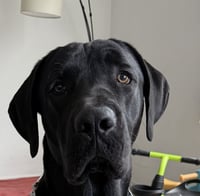 Sirius - Photo 4