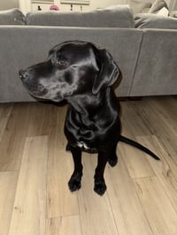 Sirius - Photo 5