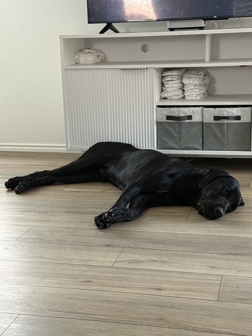 SIRIUS - Cane Corso Mastiff / Labrador Retriever available for adoption