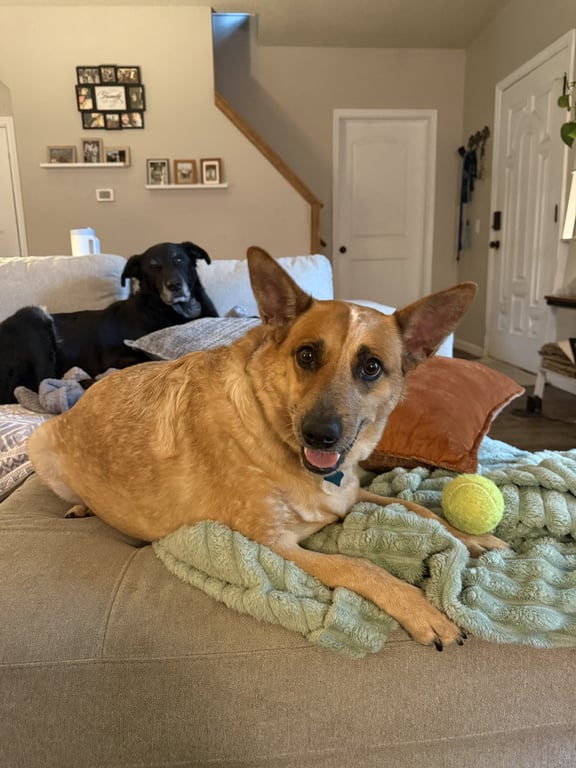 Abby Image