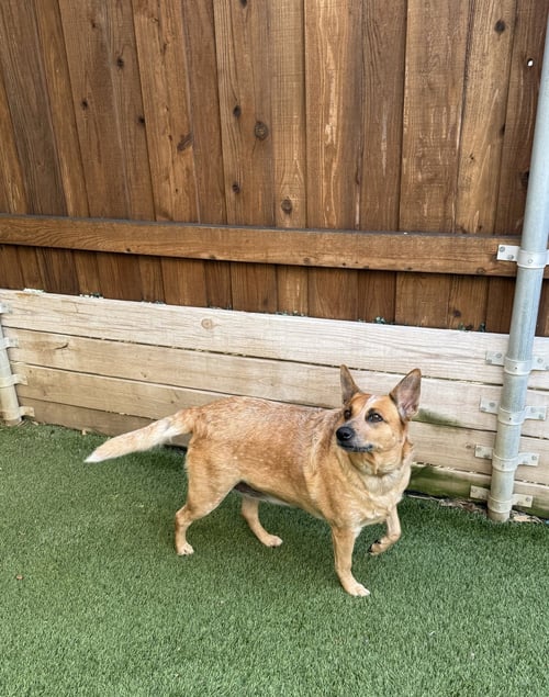 ABBY - Queensland Heeler available for adoption