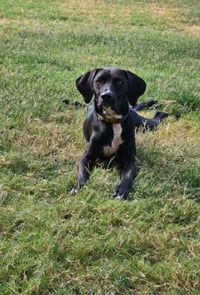 Jag - Photo 3