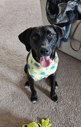 JAG - Labrador Retriever / Hound available for adoption