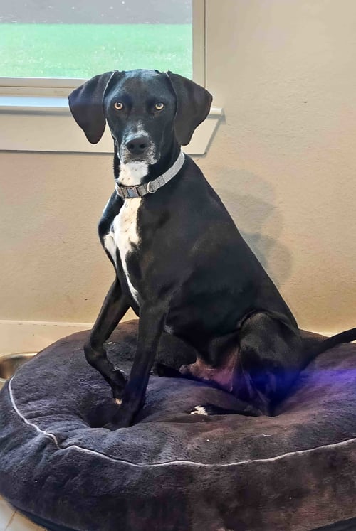 JAG - Labrador Retriever / Hound available for adoption