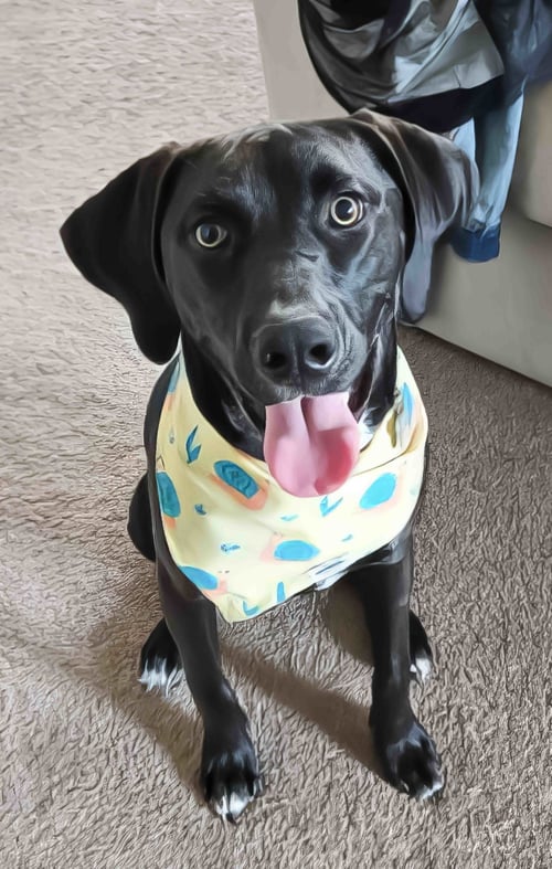JAG - Labrador Retriever / Hound available for adoption