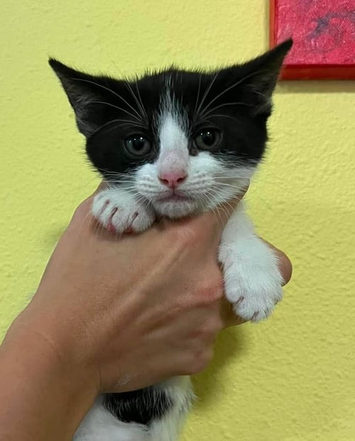 KAYLEIGH - Domestic Short Hair for adoption in McKinney