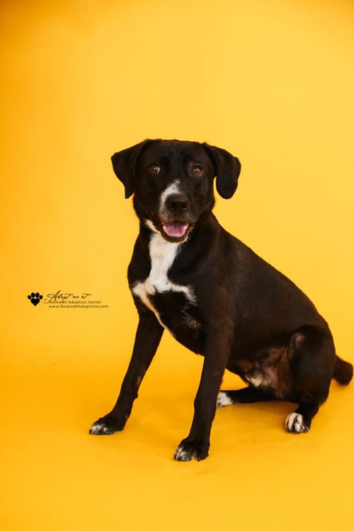 POPEYE - Labrador Retriever / Collie available for adoption