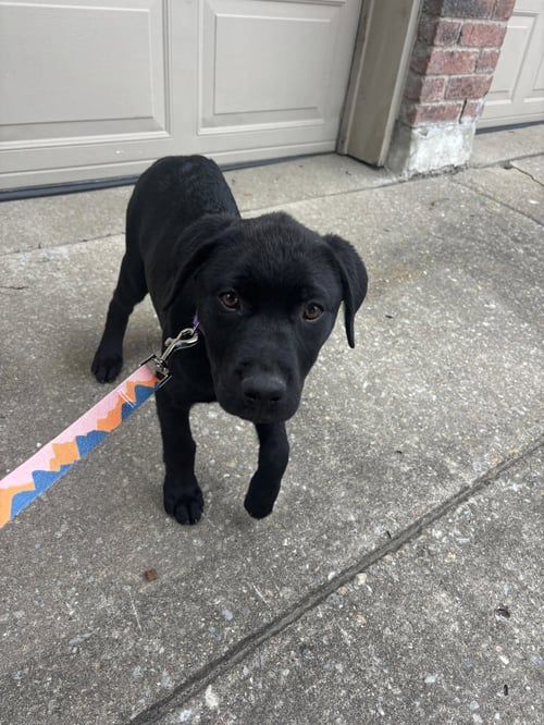 VANTA - Rottweiler / Pointer available for adoption