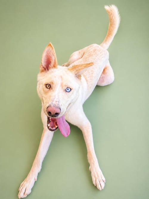 MONTANA - Husky / German Shepherd Dog available for adoption
