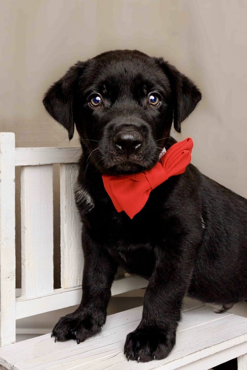 WESLEY - Labrador Retriever available for adoption