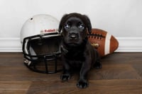 Wesley - Photo 4