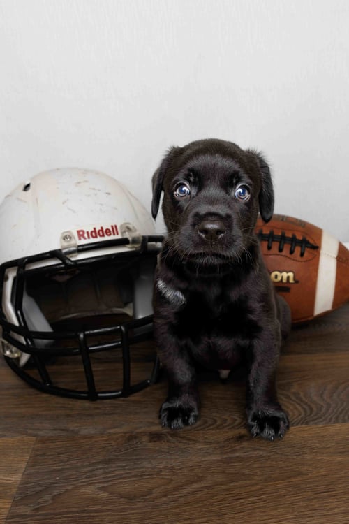 WESLEY - Labrador Retriever available for adoption