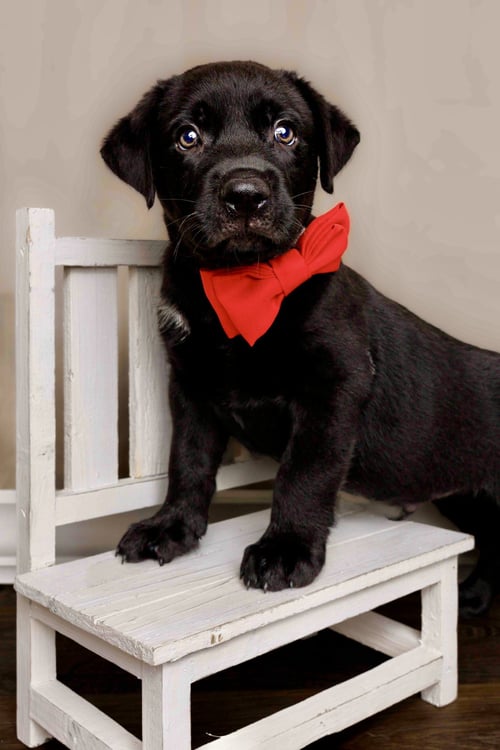 WESLEY - Labrador Retriever available for adoption