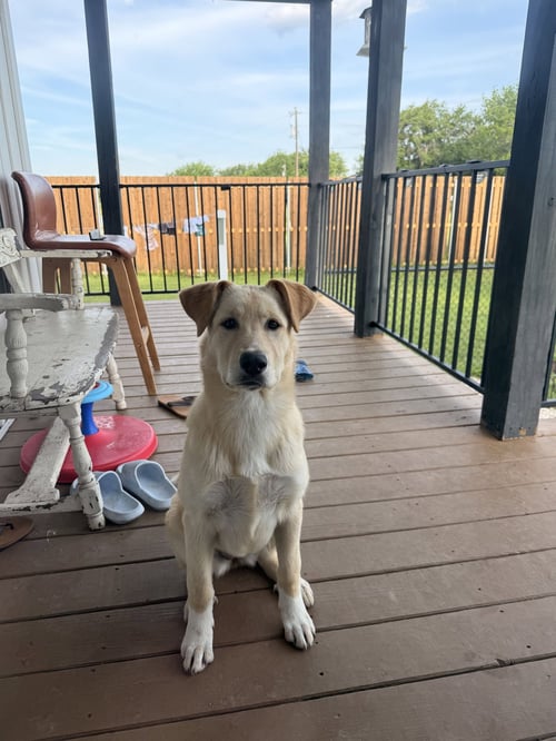 DAISY - Labrador Retriever available for adoption